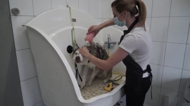 Husky Siendo Bañado Con Rociador Ducha Para Mascotas Salón Belleza — Vídeo de stock