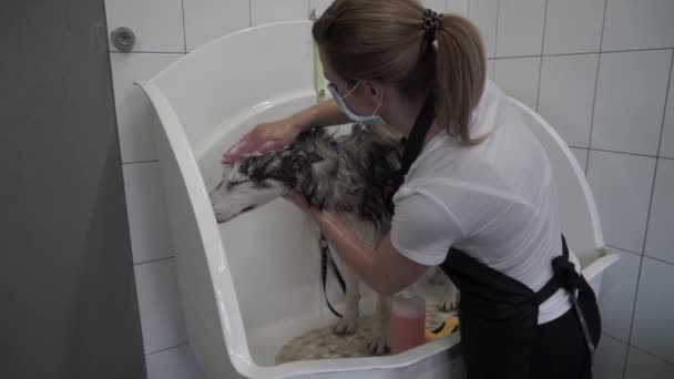 胡斯基在一个整洁的狗沙龙里用宠物喷雾器洗澡 将洗发水涂在狗毛上的发酵剂 爱犬温泉 — 图库视频影像