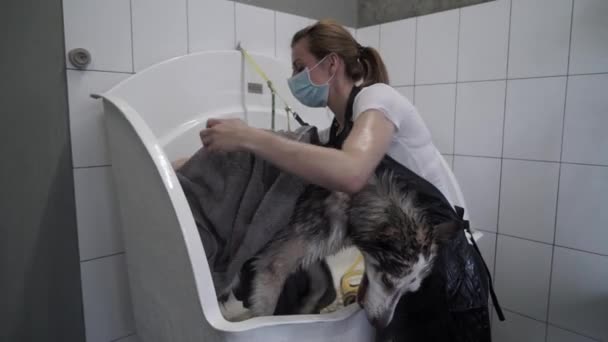 수염을 기르는 사람은 수건으로 허스키를 닦는다 로머는 목욕을 동물을 수건으로 — 비디오