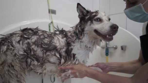 Hembra Aplica Cuidadosamente Champú Piel Del Perro Movimiento Lento — Vídeo de stock