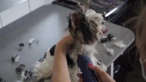 在宠物店工作的女人 美容师用剪子修剪狗毛 女孩在一家美容美发的宠物店里给她的小狗进行美容美发 — 图库视频影像