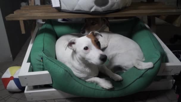 Dois Jack Russell Terrier Estão Descansar Num Cesto Movimento Lento — Vídeo de Stock
