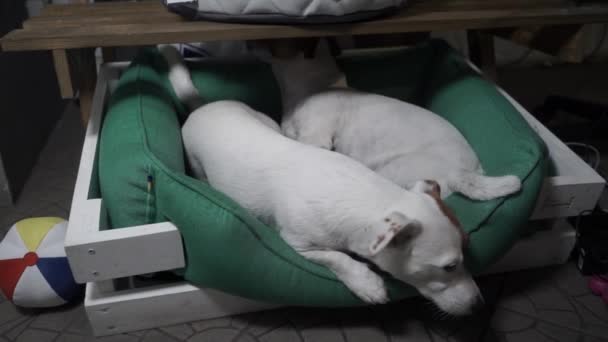 Two Jack Russell Terrier Animal Shelter Lying Sad Eyes Mat — ストック動画