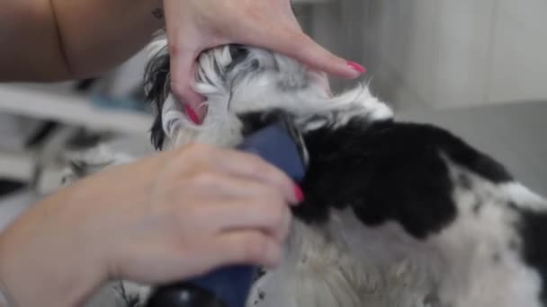 Frau Die Zoohandlung Arbeitet Pfleger Schneidet Hundehaare Mit Haarschneidemaschine Mädchen — Stockvideo