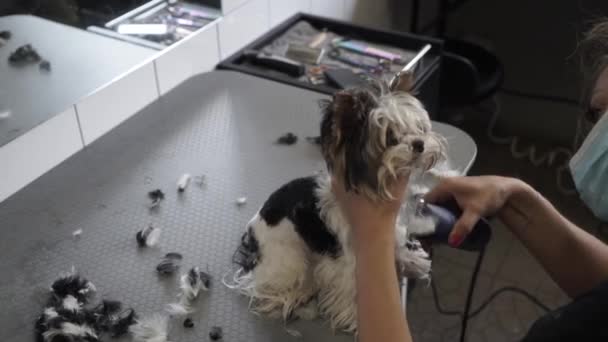 Žena Pracující Obchodě Zvířaty Groomer Stříhá Psí Chlupy Nůžkami Dívka — Stock video