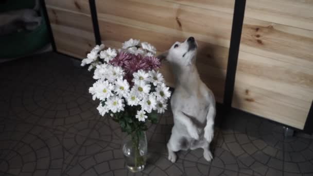 Jack Russell Terrier Istuu Lähellä Maljakkoa Täynnä Päivänkakkaroita Lahja Odottaa — kuvapankkivideo