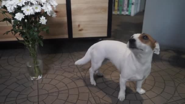 Jack Russell Terrier Siedzi Przy Wazonie Pełnym Stokrotek Prezent Czeka — Wideo stockowe