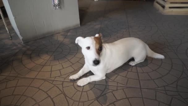 Cansado Jack Russell Terrier Deitado Chão Cão Está Espera Dono — Vídeo de Stock