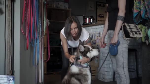 Sprzedawca Przymierza Kołnierzyk Husky Emu Kobieta Wybierająca Smycz Dla Psa — Wideo stockowe