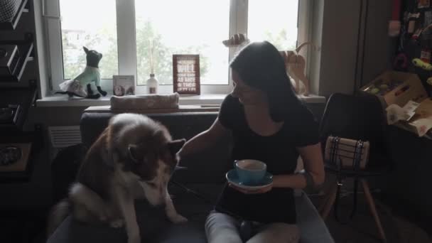 漂亮的女孩 沙发椅上的哈士奇 一个黑头发的小女孩摸了一只狗 宠物店里又胖又漂亮的姑娘 — 图库视频影像