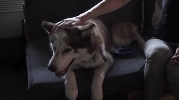 Husky Kanapén Fekszik Női Kéz Megsimogatta Kutyáját Husky Haj Repül — Stock videók