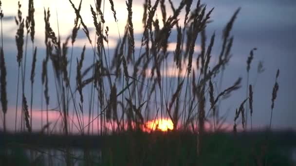 Vacker Solnedgång Flodstranden Högt Gräs Förgrunden Inställningssolen Bakgrunden — Stockvideo