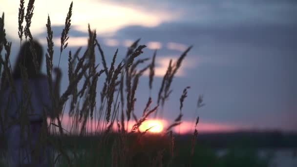 Beautiful Sunset River Bank High Grass Foreground Setting Sun Background — Stock Video