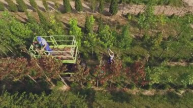 çiçek bahçesinde plantasyon, yeşil bitkiler ve büyüyen ağaçlar ile çalışan insanların havadan görüntü video 