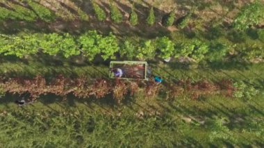 çiçek bahçesinde plantasyon, yeşil bitkiler ve büyüyen ağaçlar ile çalışan insanların havadan görüntü video 