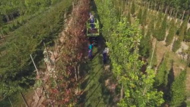 çiçek bahçesinde plantasyon, yeşil bitkiler ve büyüyen ağaçlar ile çalışan insanların havadan görüntü video 