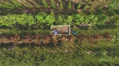 çiçek bahçesinde plantasyon, yeşil bitkiler ve büyüyen ağaçlar ile çalışan insanların havadan görüntü video 