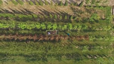 çiçek bahçesinde plantasyon, yeşil bitkiler ve büyüyen ağaçlar ile çalışan insanların havadan görüntü video 