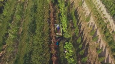 çiçek bahçesinde plantasyon, yeşil bitkiler ve büyüyen ağaçlar ile çalışan insanların havadan görüntü video 