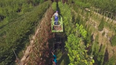 çiçek bahçesinde plantasyon ile çalışan insanların video, asansör asansör kullanarak adam