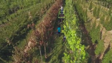 çiçek bahçesinde plantasyon ile çalışan insanların video, asansör asansör kullanarak adam
