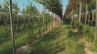 ağaçlar ile çiçek bahçesinde plantasyon ile çalışan insanların video