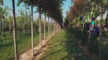 ağaçlar ile çiçek bahçesinde plantasyon ile çalışan insanların video