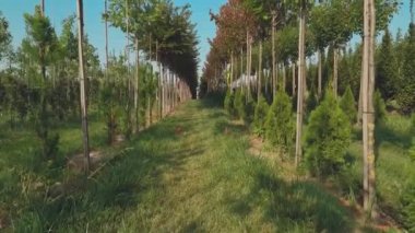 ağaçlar ve bitkiler ile yeşil yaz plantasyon bahçe video, çiçek bahçesinde çalışan insanlar 