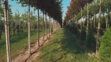 ağaçlar ile çiçek bahçesinde plantasyon ile çalışan insanların video