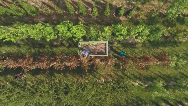 Videó Hogy Emberek Virágudvari Ültetvény Zöld Növények Fák Növekvő — Stock videók