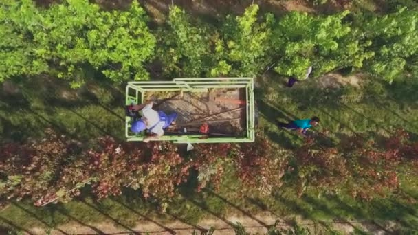 Аерофотозйомка Людей Які Працюють Квітковими Плантаціями Зеленими Рослинами Деревами — стокове відео