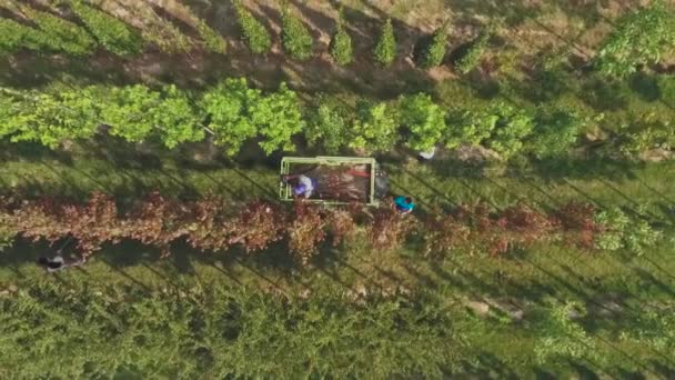 Antenn Visa Video Personer Som Arbetar Med Blomstergård Plantage Gröna — Stockvideo