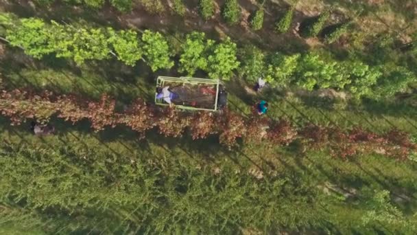 Çiçek Bahçesinde Plantasyon Yeşil Bitkiler Büyüyen Ağaçlar Ile Çalışan Insanların — Stok video