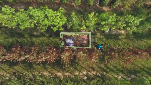 Vista Aérea Video Personas Trabajando Con Plantación Jardín Floral Plantas — Vídeos de Stock