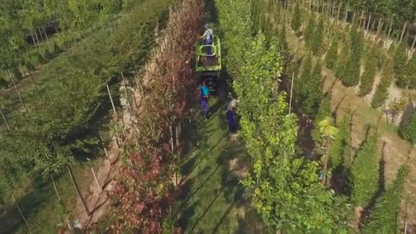 Antenn Visa Video Personer Som Arbetar Med Blomstergård Plantage Gröna — Stockvideo