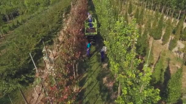 Vue Aérienne Vidéo Personnes Travaillant Avec Plantation Cours Florales Les — Video