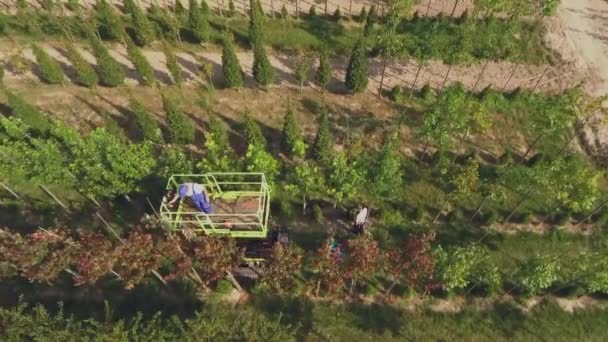 Vista Aérea Video Personas Trabajando Con Plantación Jardín Floral Plantas — Vídeo de stock