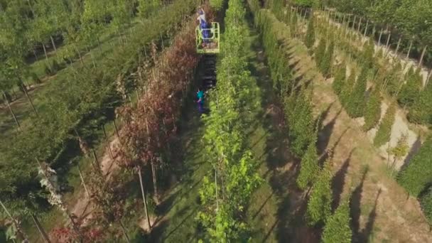 Vidéo Jardin Vert Plantation Été Avec Des Arbres Des Plantes — Video