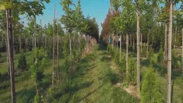 Video Van Groene Zomer Plantage Tuin Met Bomen Planten Mensen — Stockvideo