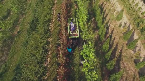 Exibição Aérea Vídeo Pessoas Que Trabalham Com Plantação Quintal Floral — Vídeo de Stock