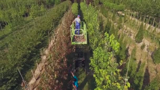 Відео Людей Працюють Квітковими Плантаціями Подвір Чоловік Використовує Ліфт — стокове відео