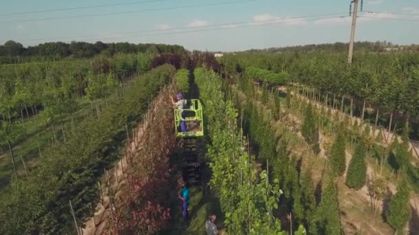 Video Personer Som Arbetar Med Floral Yard Plantation Man Med — Stockvideo