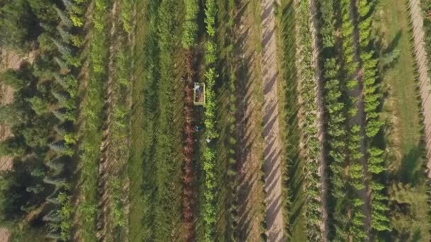 Vista Aérea Video Personas Trabajando Con Plantación Jardín Floral Plantas — Vídeo de stock