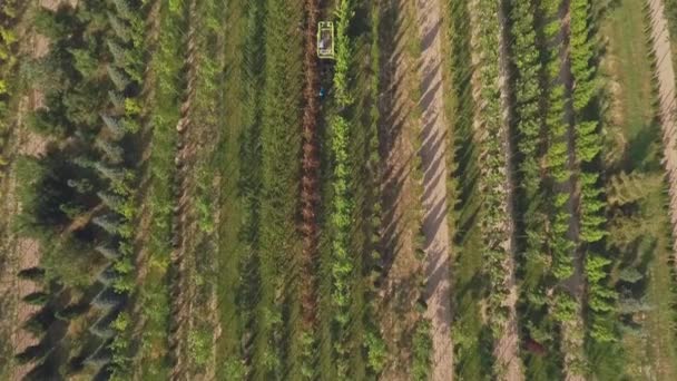 Letecký Obraz Lidí Pracujících Květinovými Plantážemi Zelenými Rostlinami Pěstmi Stromů — Stock video