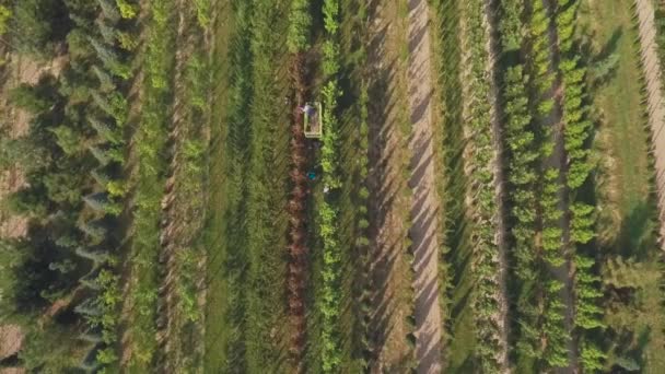 Aerial View Video People Working Floral Yard Plantation Green Plants — Stock Video