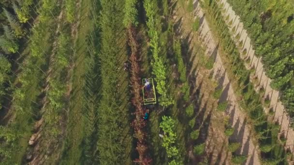 Antenn Visa Video Personer Som Arbetar Med Blomstergård Plantage Gröna — Stockvideo