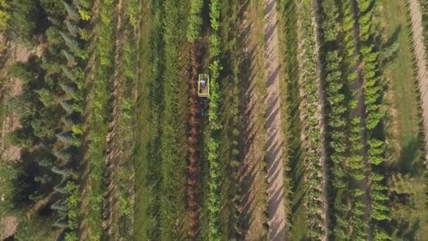 Antenn Visa Video Personer Som Arbetar Med Blomstergård Plantage Gröna — Stockvideo