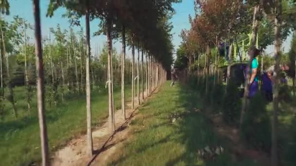 Vídeo Pessoas Que Trabalham Com Plantação Quintal Floral Com Árvores — Vídeo de Stock