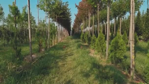 Video Giardino Verde Piantagione Estiva Con Alberi Piante Persone Che — Video Stock