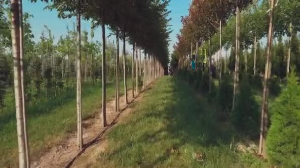 Video Persone Che Lavorano Con Piantagione Cortile Floreale Con Alberi — Video Stock